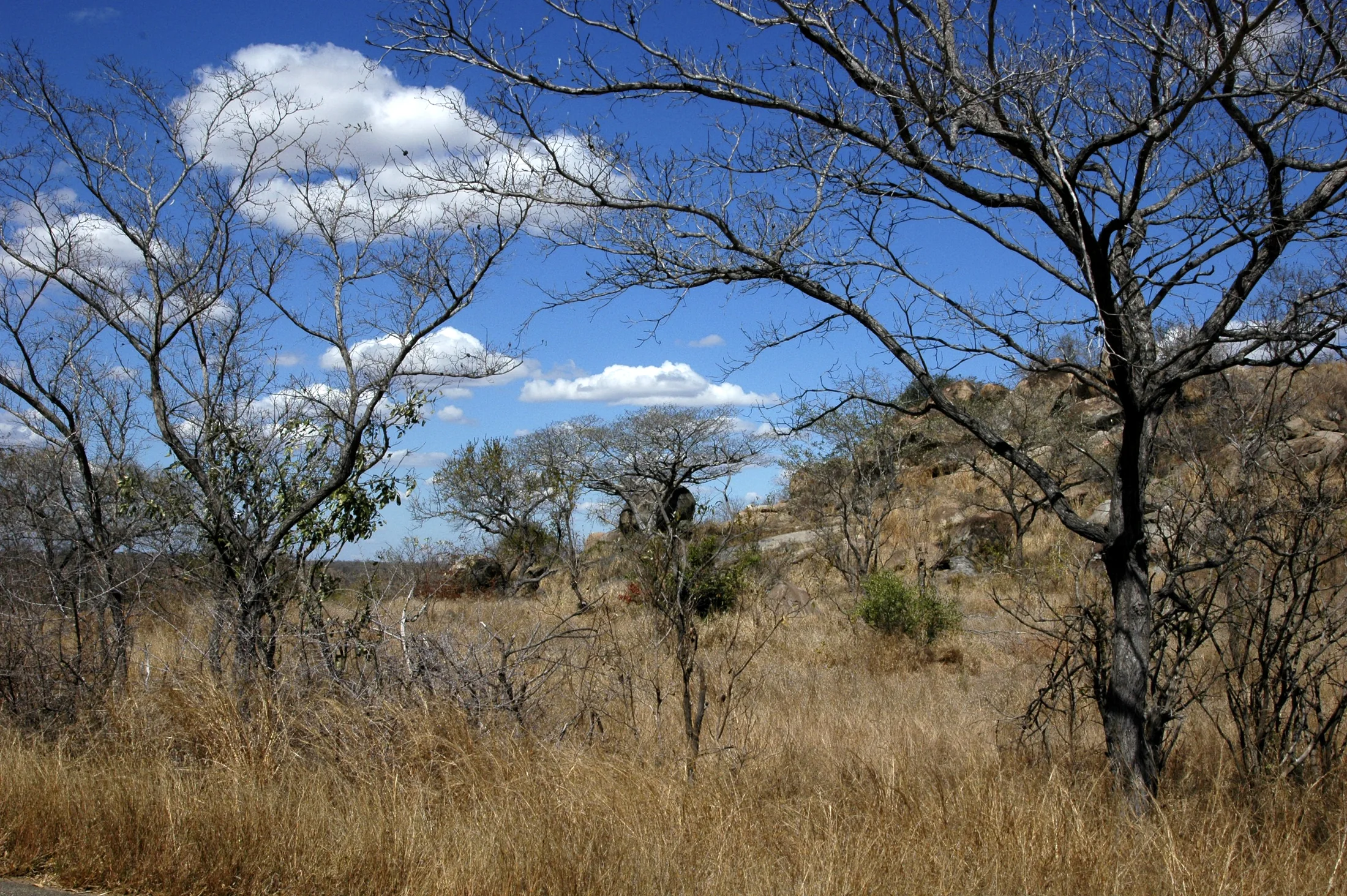 Dry grass and leafless branches in a late-winter Kruger landscape