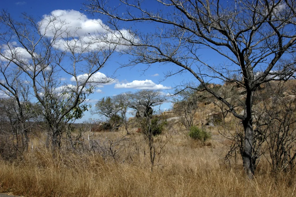 Dry grass and leafless branches in a late-winter Kruger landscape